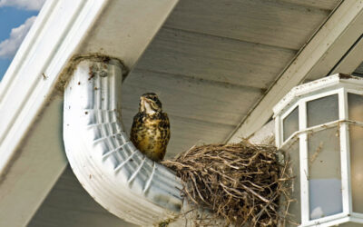 Protecting Your Home from Unwanted Spring Critters