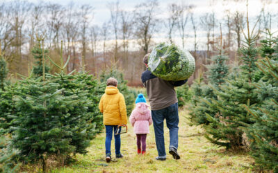Preventing Christmas Tree Fires: Safety Tips for a Joyful Holiday Season
