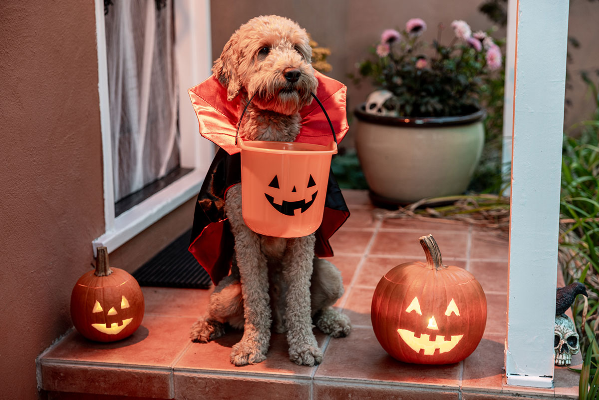 og-lg-halloween-safety-2024.jpg