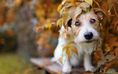 Keep Your Furry Friend Safe and Happy